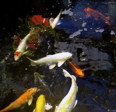 鯉魚吉祥話|鯉魚的寓意和象徵